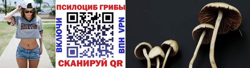 OMG   Константиновск  Галлюциногенные грибы Psilocybine cubensis 